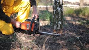 Best Storm Damage Tree Cleanup  in Mcgraw, NY