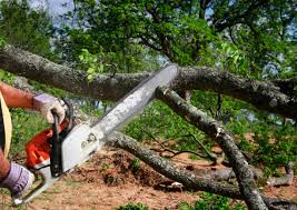 Leaf Removal Services in Mcgraw, NY