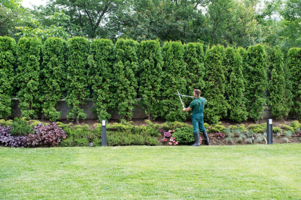 Trusted Mcgraw, NY  Tree Services Experts